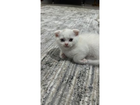 Sevimli scottish fold kedim