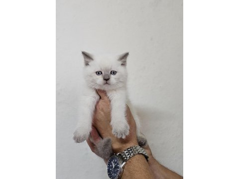 Birinci sınıf scottish fold ve british yavrular
