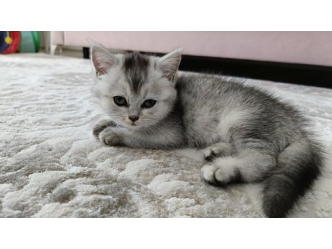 British shorthair silver renk