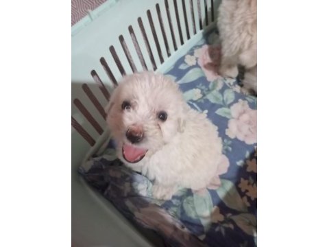 Tuvalet eğitimli maltese terrier yavrular