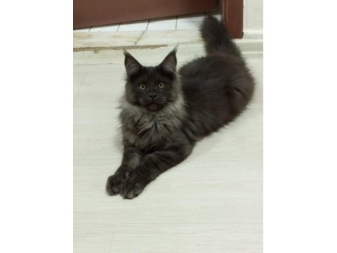 Full şecereli dev yavru maine coon