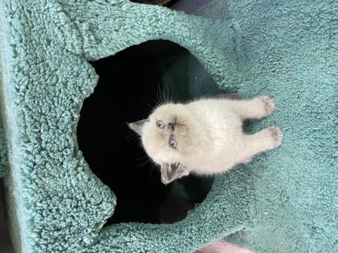 50 günlük orijinal british shorthair bebekler