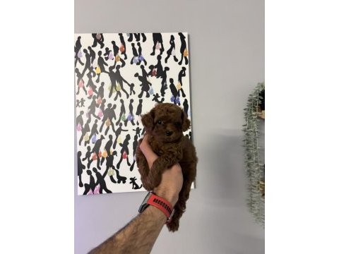 Kore orjinal toy poodle en minik boy bebeklerim