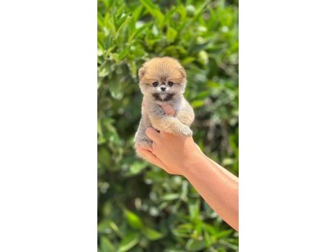 Maltipoo mersin