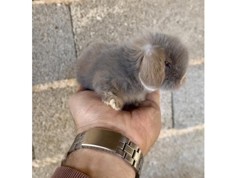 Hollanda blue teddy lop tavşanı