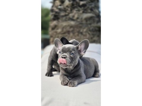 Blue french bulldog yavruları istanbul 