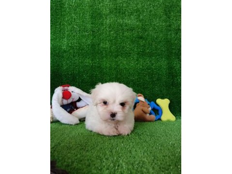 Orijinal korekan maltese