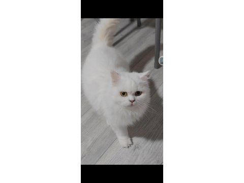 British longhair yetişkin dişi