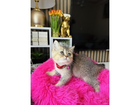 British shorthair black golden