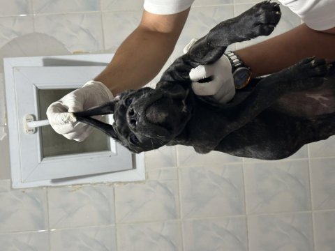 Safkan dişi brındle cane corso