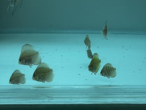 Discus yavru