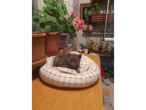 Eskişehir british shorthair yavru 5 tane yavru