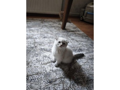 Scottish fold blue point yavrularımız