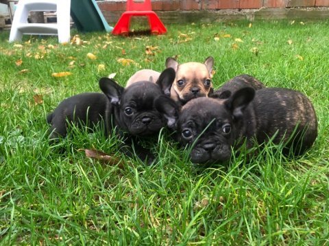 Uygun french bulldog yavrularımız yeni yuvasına hazır