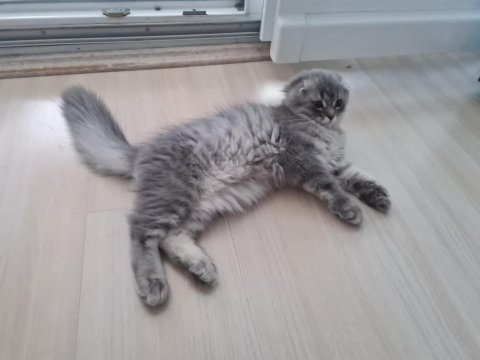 Scottish fold longhair