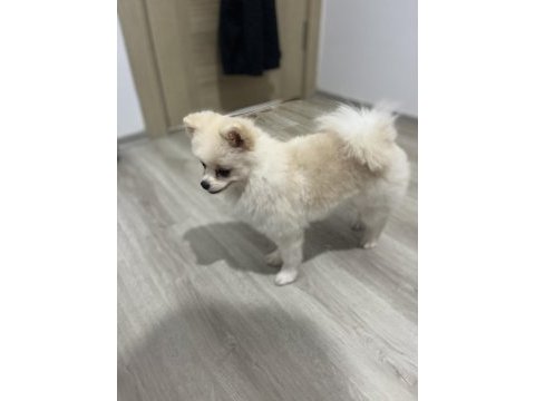 2 yaşında prenses pomeranian