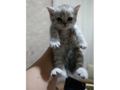 En güzel scottish fold yavrular biziz