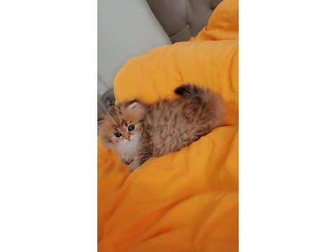 Full şecereli şampiyon ebeveynlere sahip british longhair