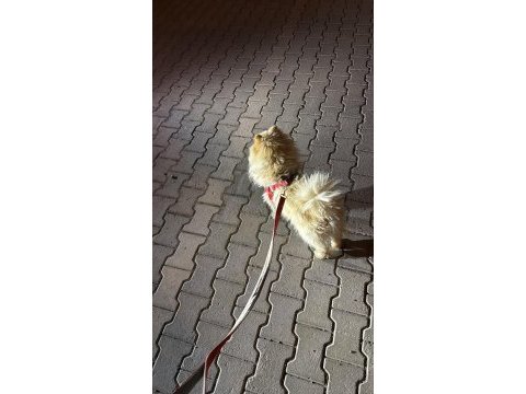 Malatya da 1.5 yaşında pomeranian