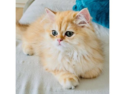 Yakışıklı golden british longhair