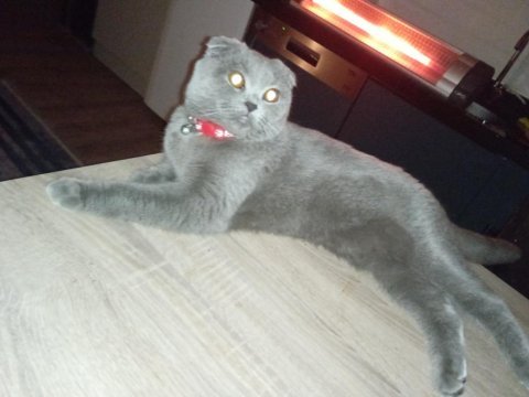 Scottish fold