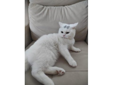 Dünyalar akıllısı ve tatlısı british shorthair kedim
