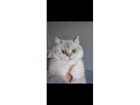Zeyna british shorthair ny11 33