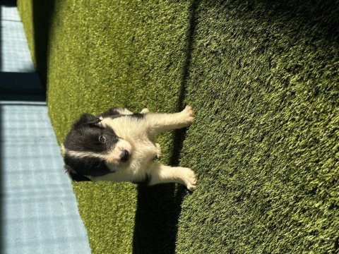 Dünyanın en zeki köpek ırkı