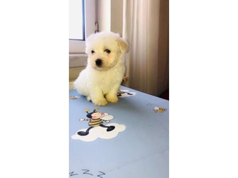 Maltese terrier 45 günlük bebekler