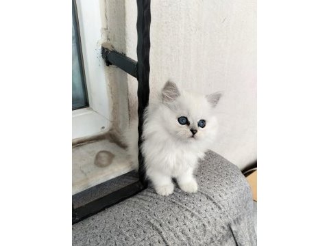 Pamuk prenses british longhair kedimiz