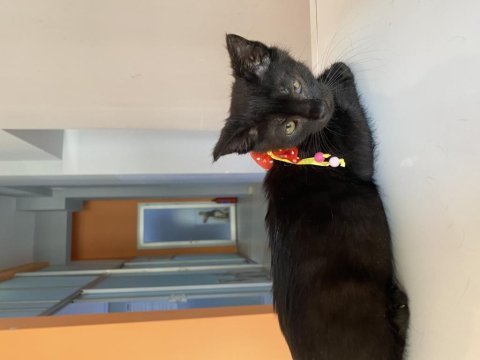 Bombay yavru kedi sahiplendirne