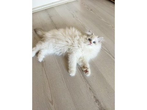 Ragdoll bebek kedimiz