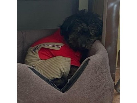 Sevimli zeki maltipoo