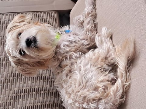 Morkie 9 aylık erkek