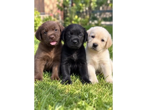Labrador retriever yavrularımız yeni ailelerini bekliyor