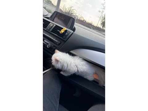 Beyaz british longhair 2 aylık yavru kum eğitimli dişi