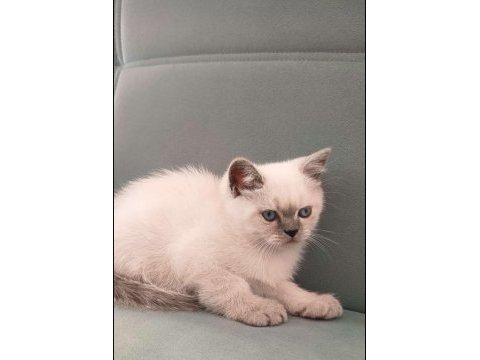 Minik british shorthair kediler