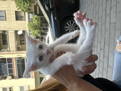 British shorthair yavru kedimiz