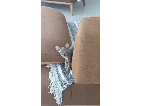 Uygun fiyata a kalite sfenks dişiler