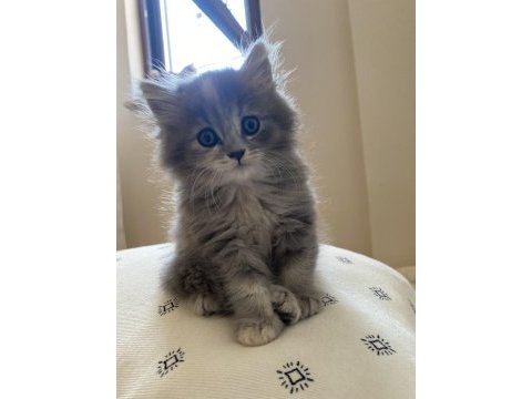 Dişi british longhair kedisi