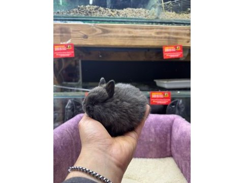 Cüce netherland dwarf yavru tavşanlar