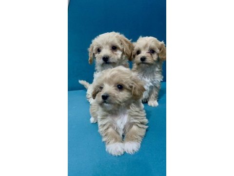 Minik maltipoo yavrular için ulaşabilirsiniz
