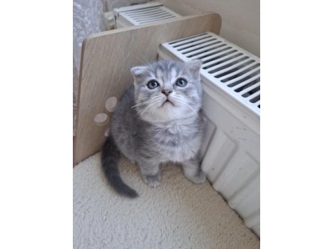 Beyaz kartopu kedilerim
