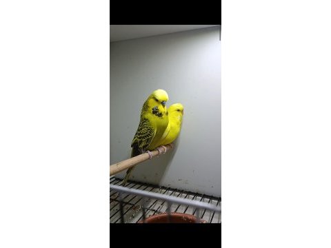Daha önce yavru alınmış jumbo muhabbet kuşu takım