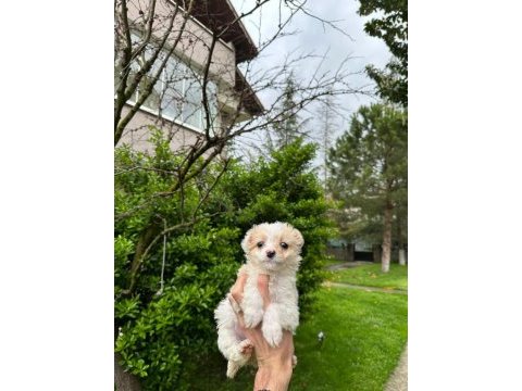 A+ kalite maltipoo yavrularımız 81 ile gönderim mevcuttur