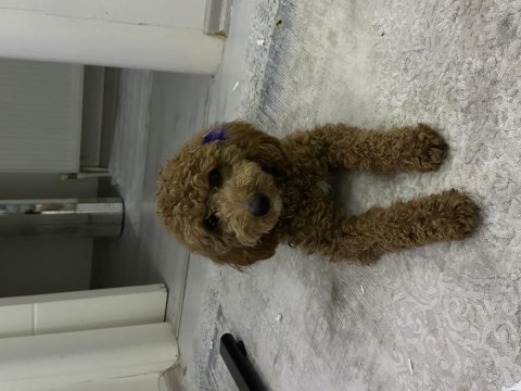 Çiftleştirme ilanı poodle
