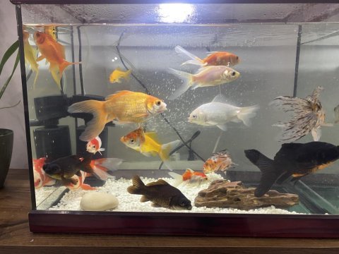13 adet büyük boy 5 ila 15 cm arası japon balıkları