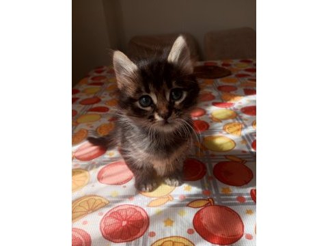 Yavru british longhair kedisi