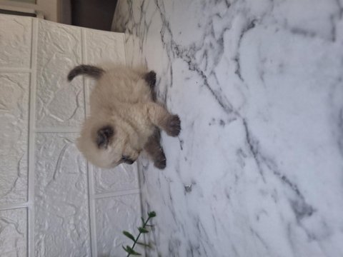 Dişi scottish fold bebeğim