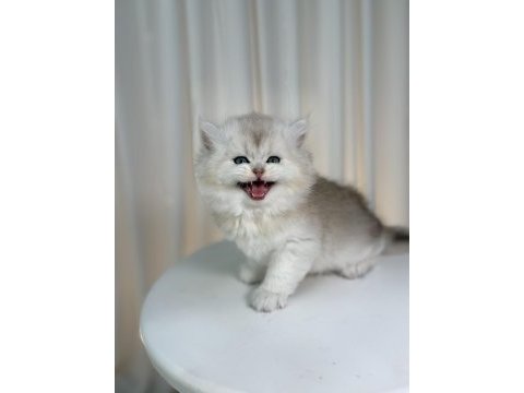 Show class silver british yakışıklı